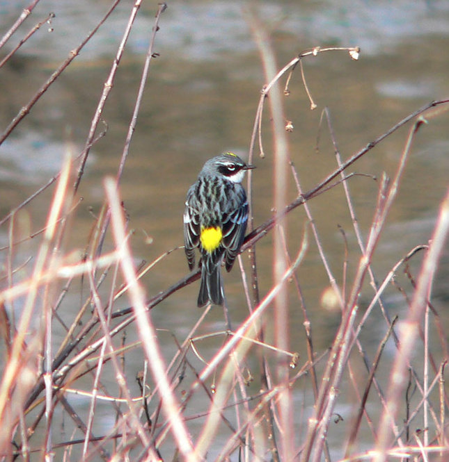 Yellow-Rumped Warbler. Photograph by Bob Mayer.
