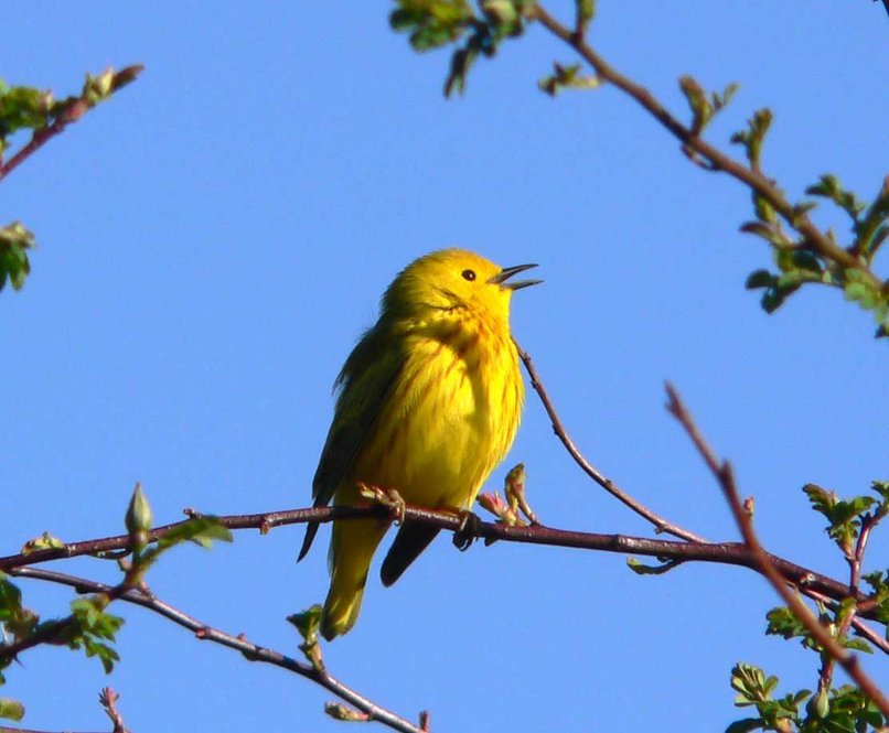 Yellow Warbler. Photograph by Bob Mayer.
