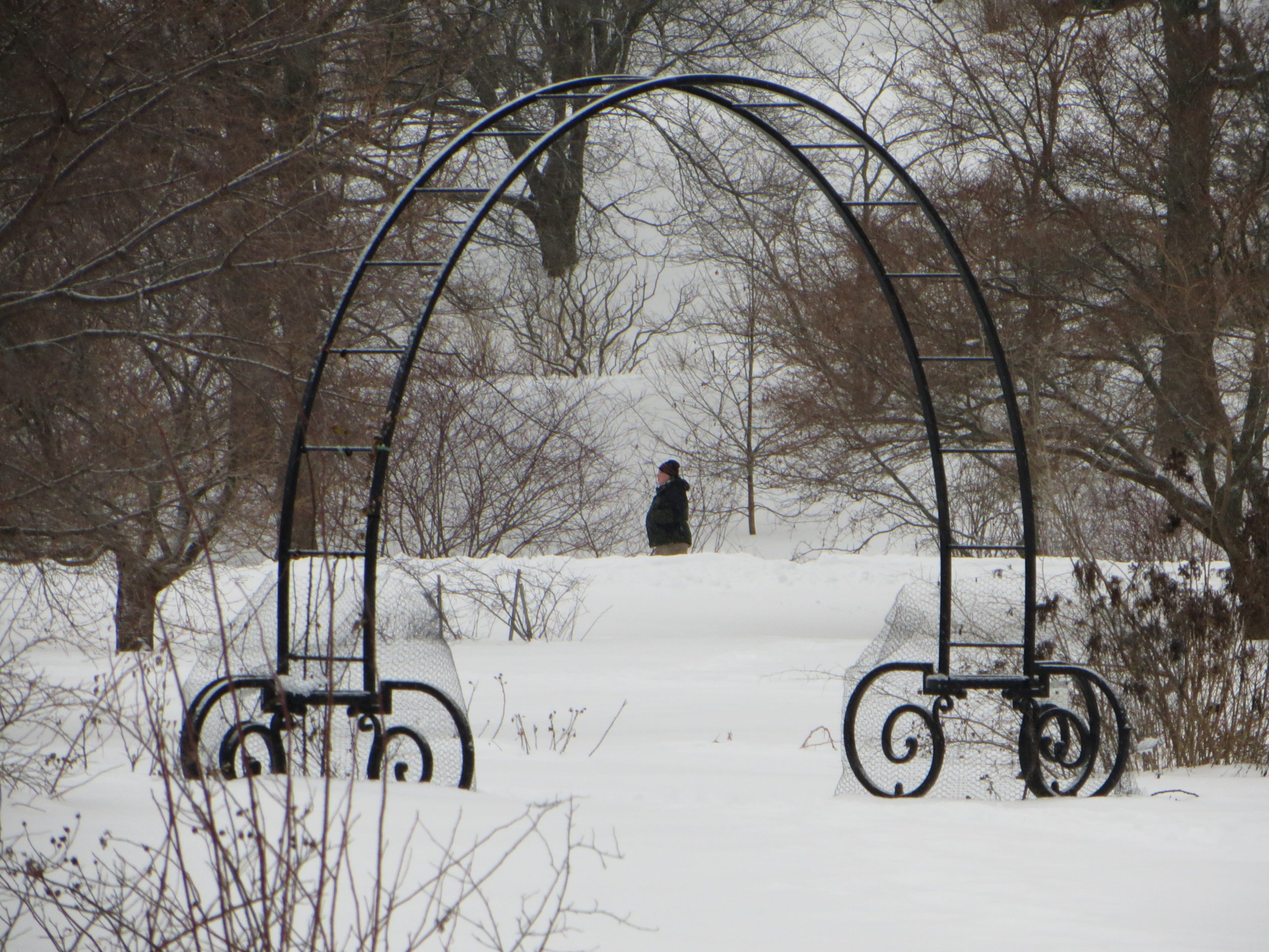 A visitor on Meadow Road is framed by a Bradley Rosaceous Collection Arbor.