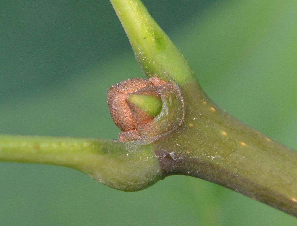 Developing terminal bud.