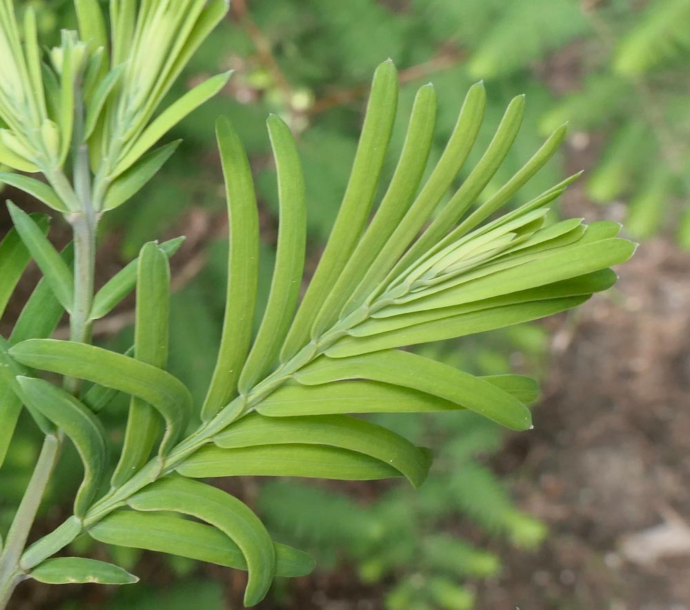 Leaves of dawn redwood (Metasequoia glyptostroboides, accession 672-92*A.)