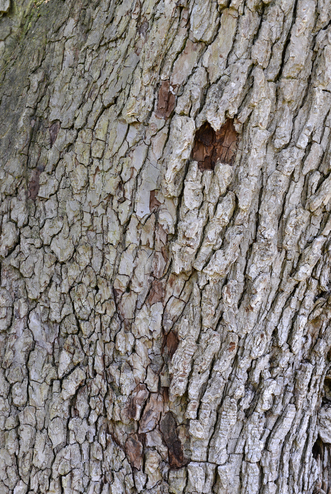 Light-gray, plated bark.