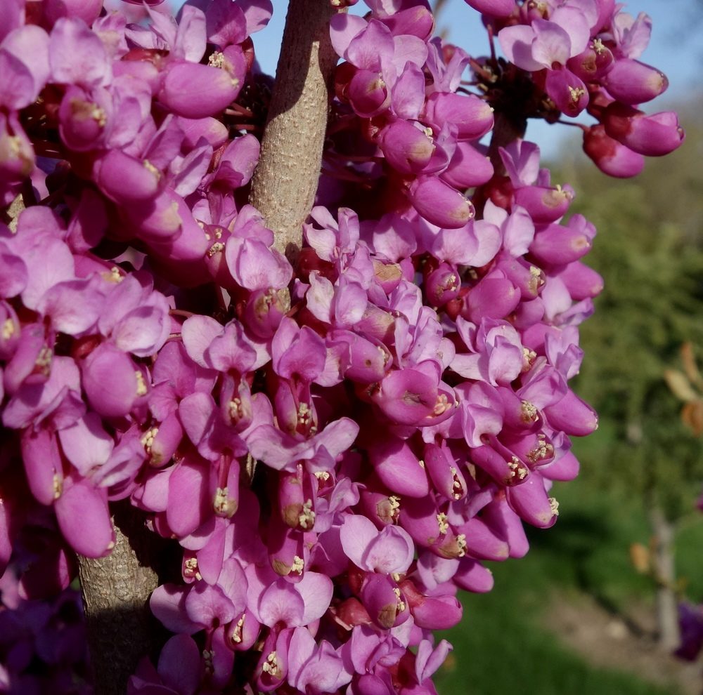 Open flowers.