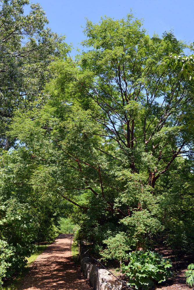 Paperbark maple along Chinese Path.