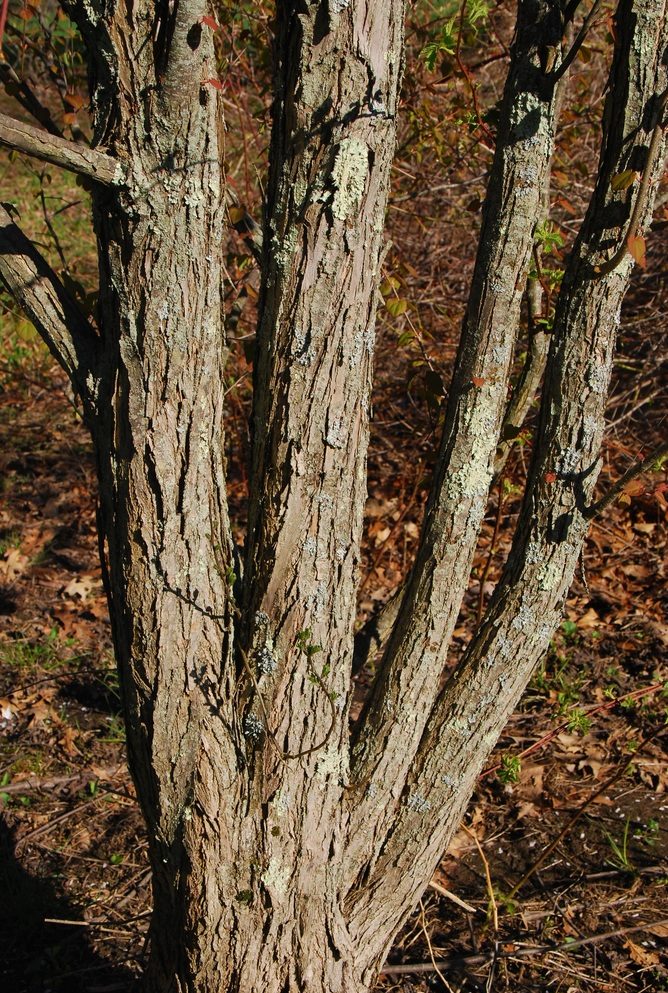 Furrowed mature bark and multipe trunks.