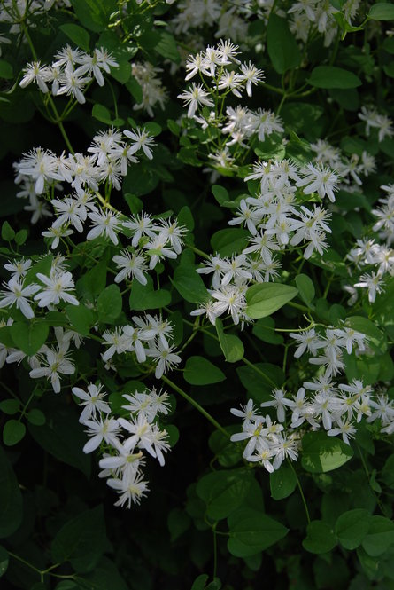Sweet autumn clematis (Clematis terniflora) blooms in early autumn.