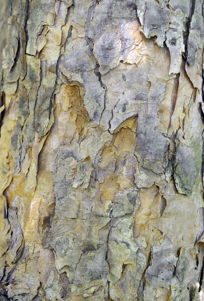 Pale flaking bark.