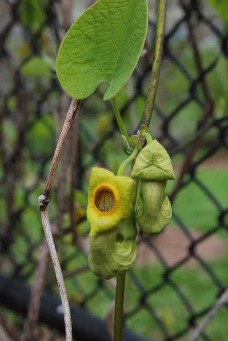 Aristolochia species have curiously shaped flowers, leading to the common name “Dutchman’s pipe vine.” A. manchuriensis is seen here.