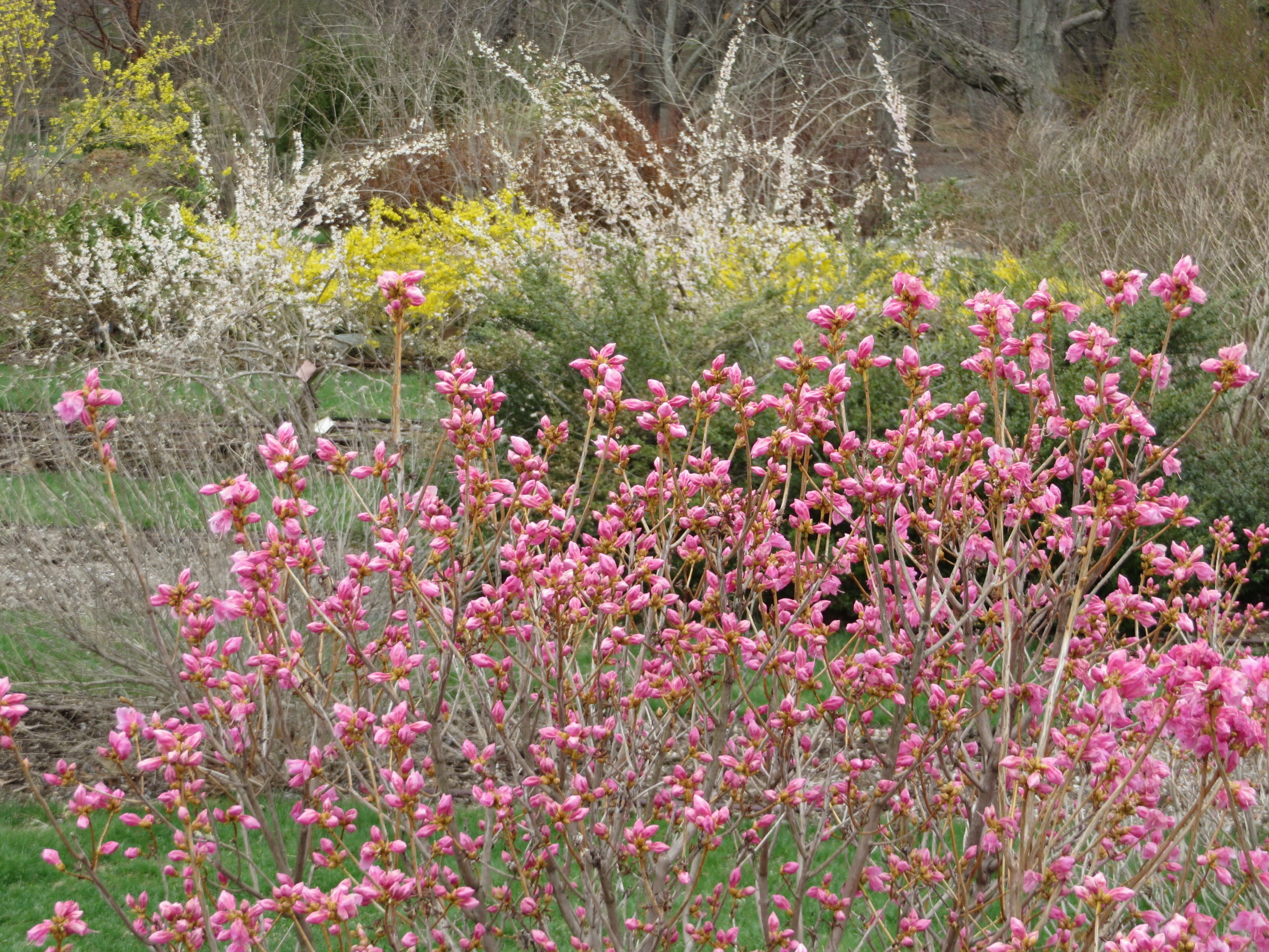 Rhododendron mucronulatum 'Cornell Pink' 354-2003*B with Abeiliophyllum and Forsythia in the background