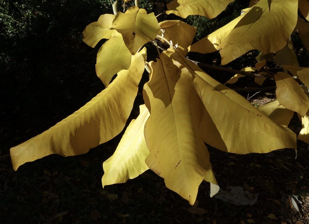 Autumn foliage of Bigleaf magnolia (Magnolia macrophylla)