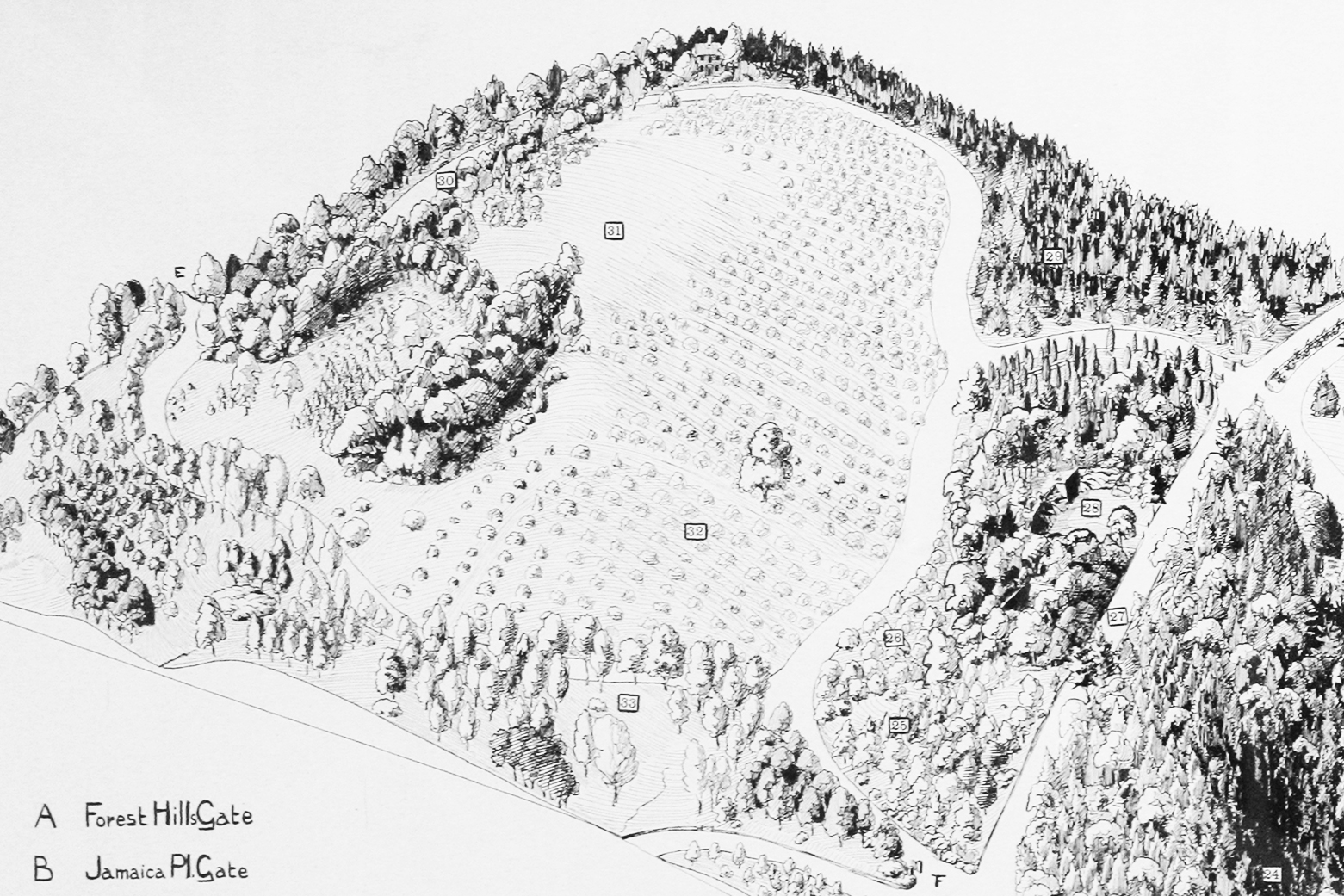 Charles Sprague Sargent assembled hawthorns in a large research orchard on Peters Hill, shown here in 1927. Map from Arnold Arboretum Archives.