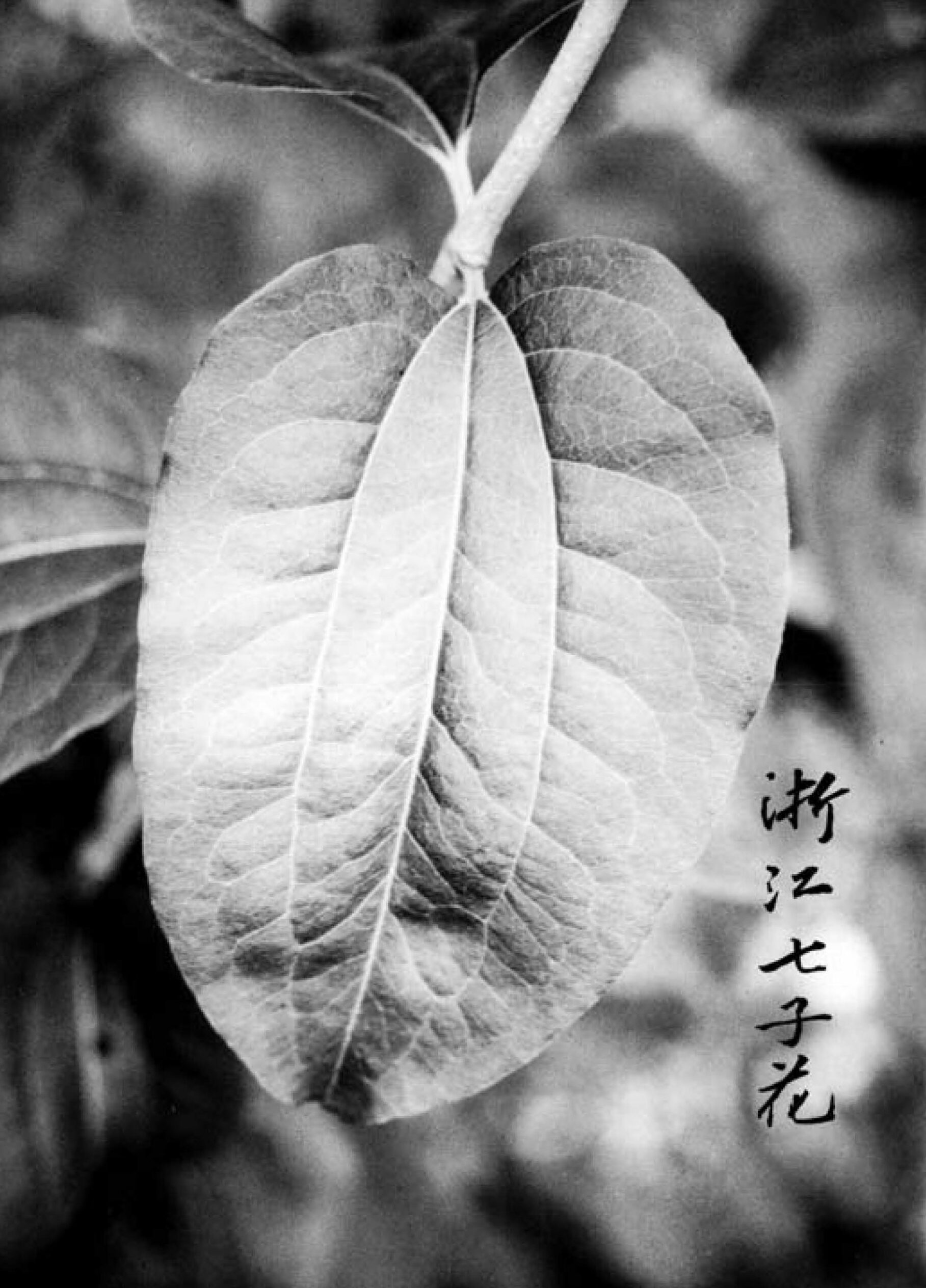 Black and white photo of Heptacodium leaf