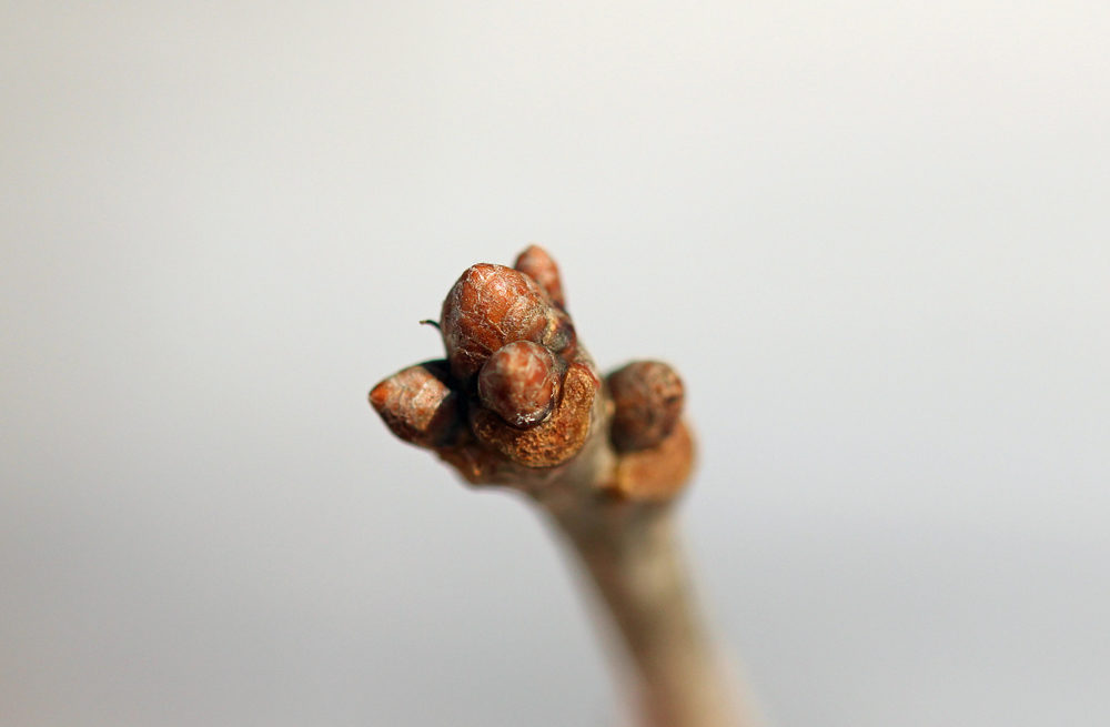 Dormant buds.
