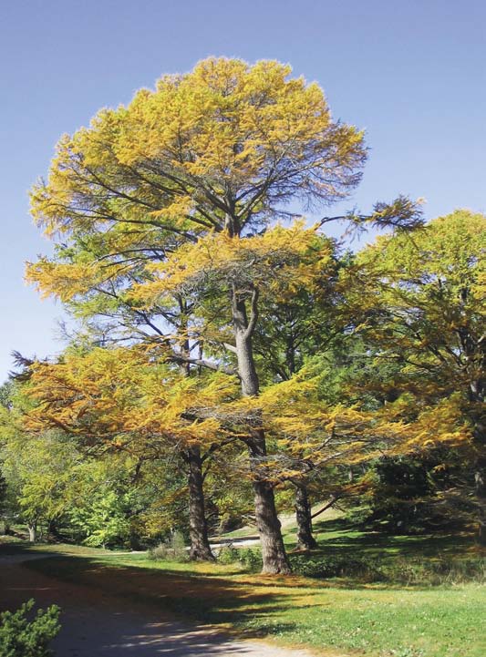 Large golden large showing yellow fall color