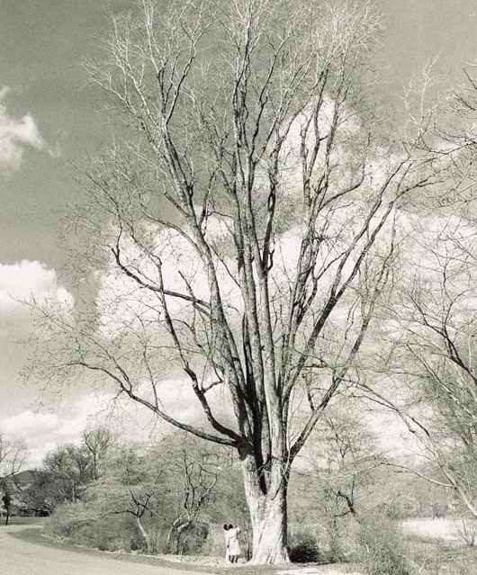 Black-and-white photograph of large silver maple at the Arnold Arboretum, showing full form