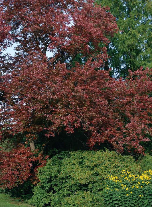 Image of Acer rubrum 'Schlesingeri’' from Arnoldia issue 67-2