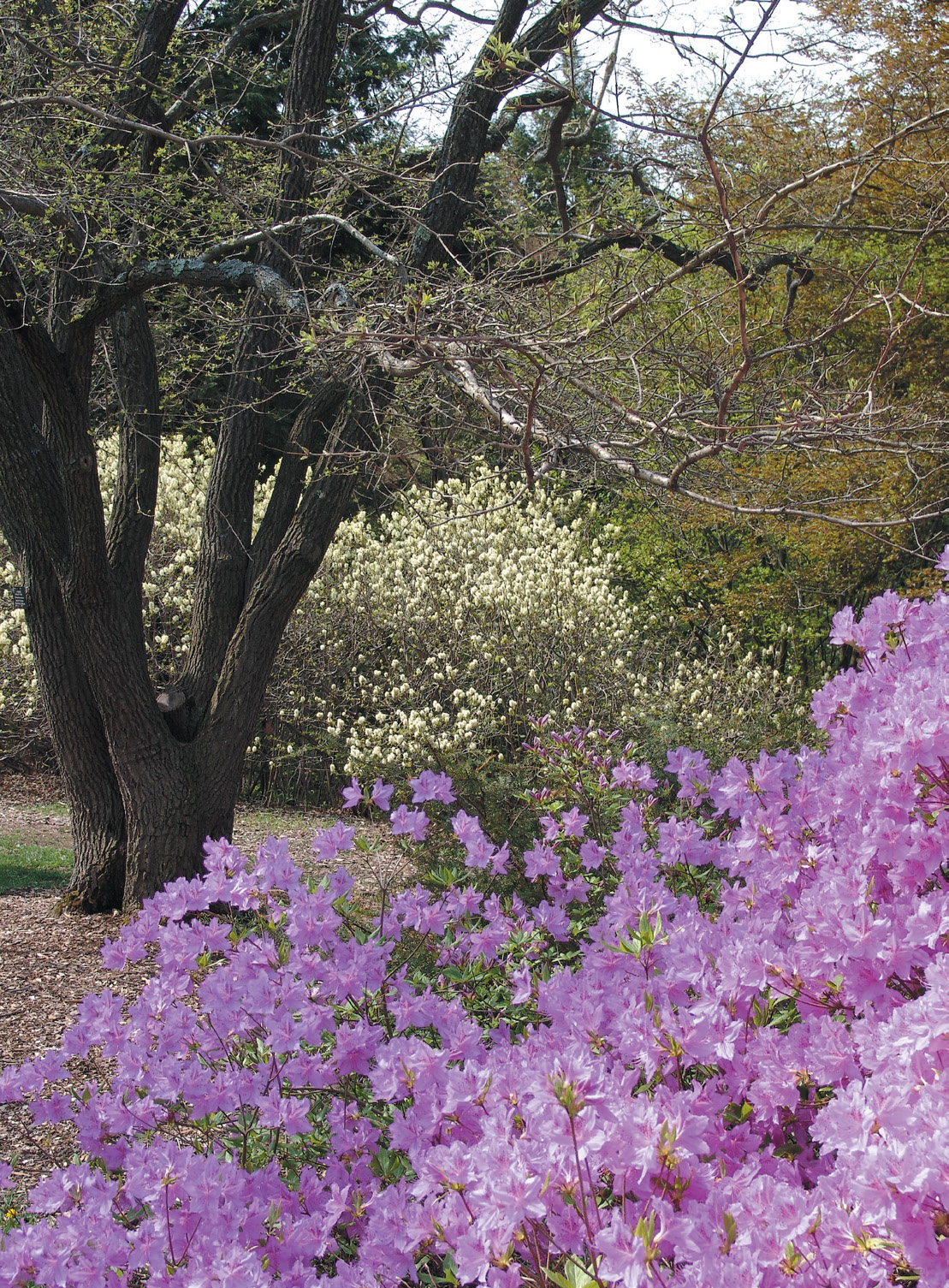 Photo of Explorers Garden in spring