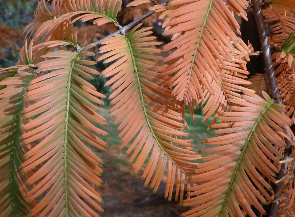 Dawn Redwood autumn leaf color