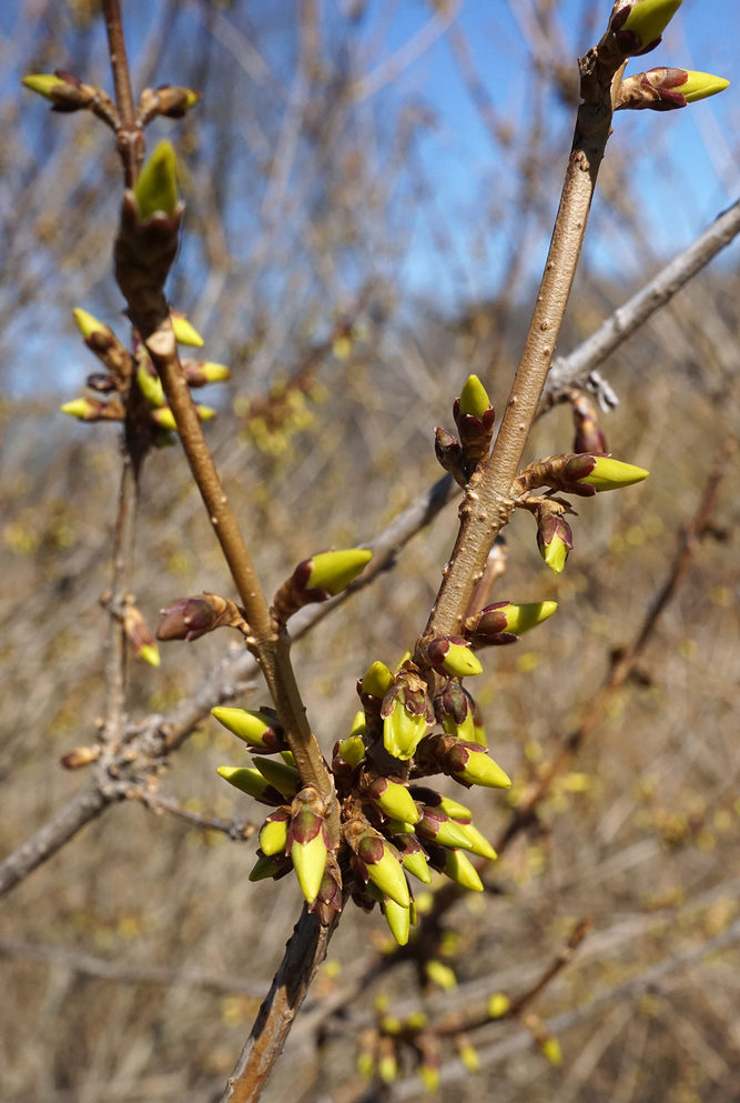 Breaking flower buds.