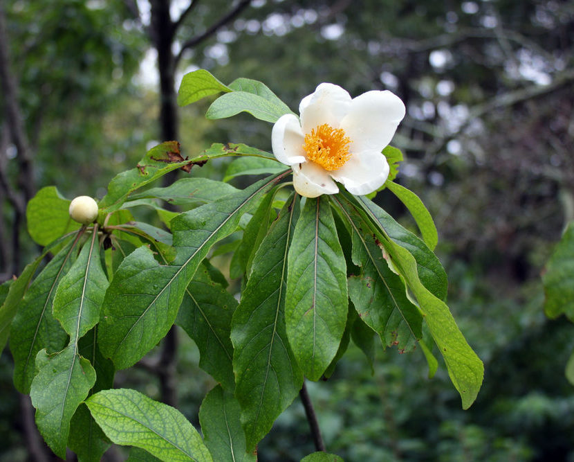 Flowers and foliage of Franklin tree