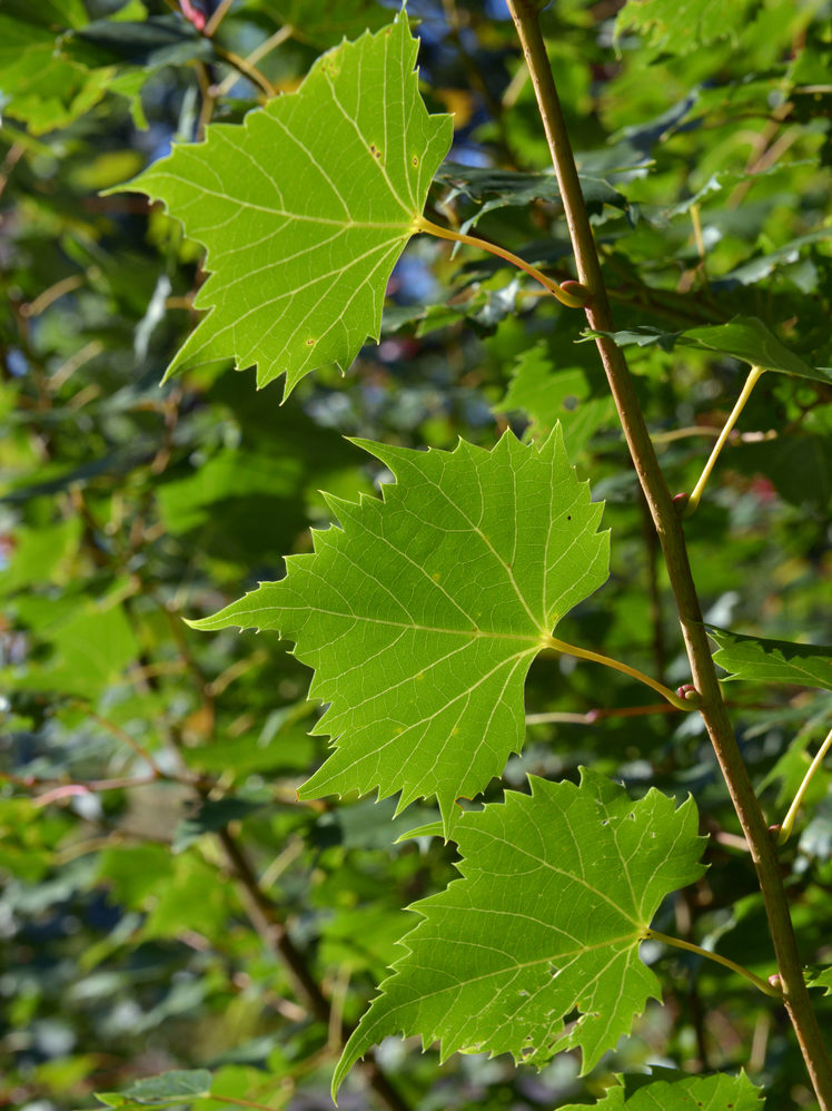 Leaves of Mongolian Linden