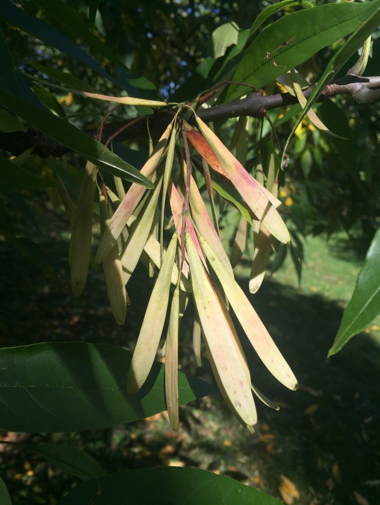 Winged seeds.