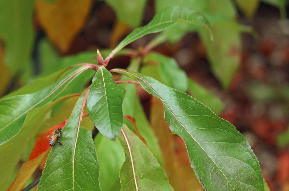 Glossy, narrow leaves.