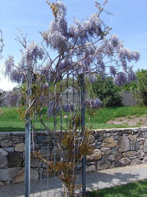 Twining is the most common adaptation for upward growth in vines. The stems of this Chinese wisteria (Wisteria sinensis) have twined around the trellis supports.