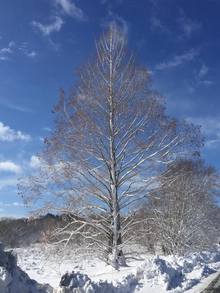 Winter profile of a Dawn Redwood