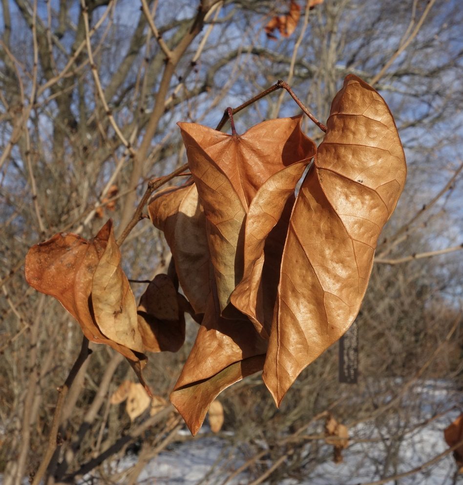 Dead leaves retained through winter.