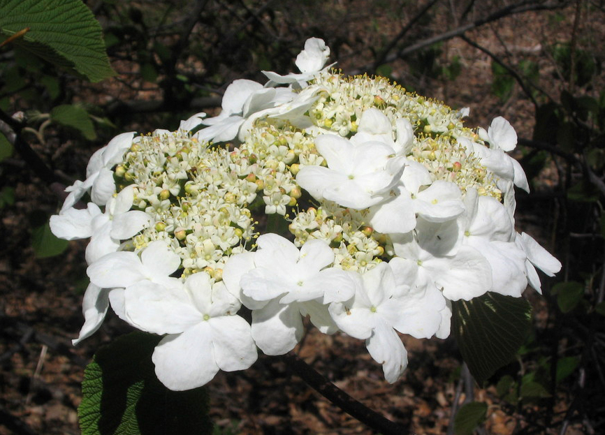 Large disc-shaped white flower.