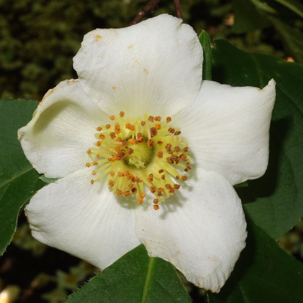 Flowers with five cream-colored petals.
