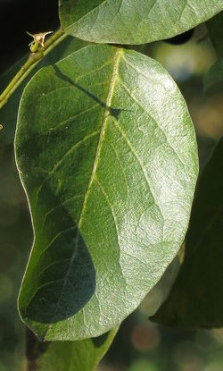 Ovate simple leaf.