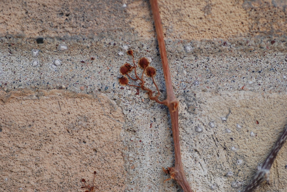Some vines can cling directly to vertical surfaces with tendrils tipped with adhesive disks, like these on a Boston ivy (Parthenocissus tricuspidata) stem.