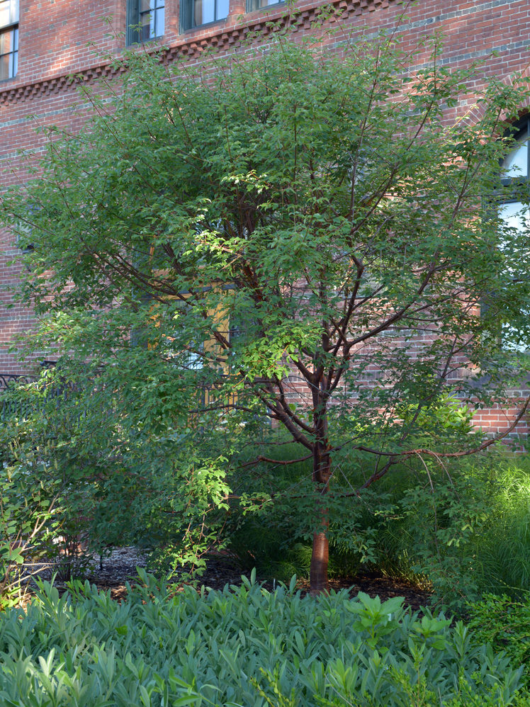 Paperbark Maple in the Hunnewell Building landscape.