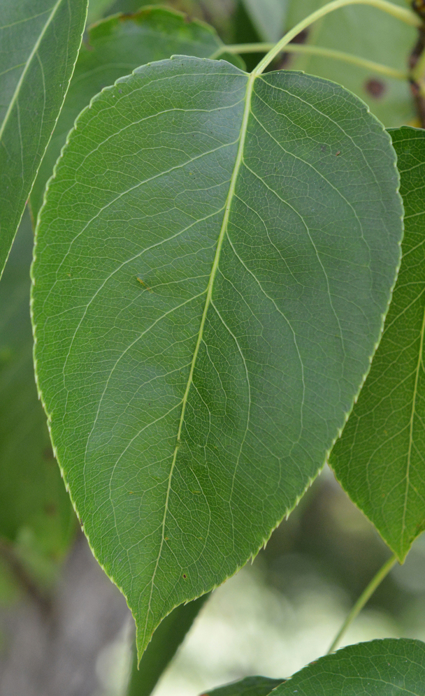 Dark-green, simple leaves with toothed margins.