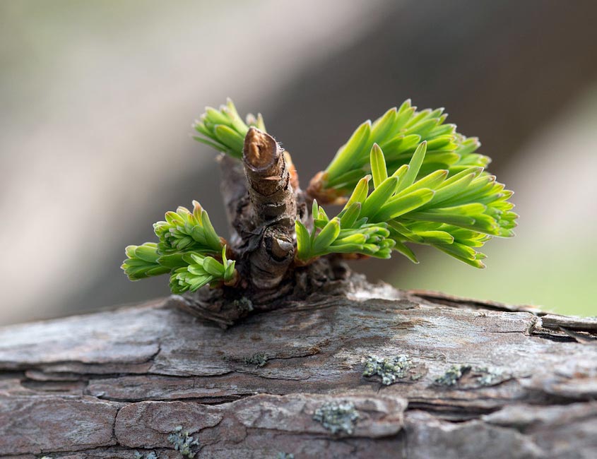 Emerging foliage of Dawn Redwood