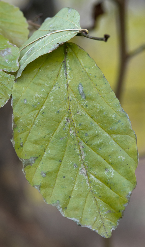 Simple leaves show wavy margins.