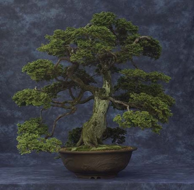 Conifer Bonsi in a pot