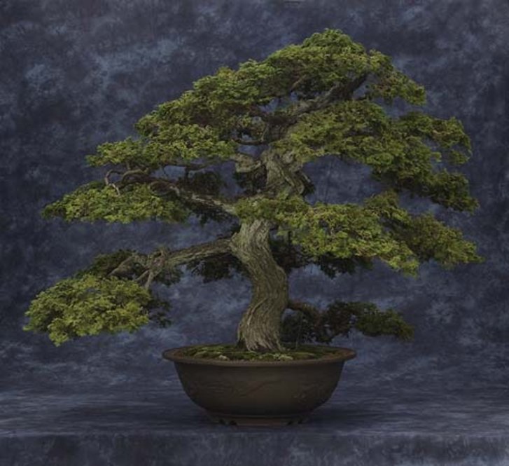Chamaecyparis obtusa 'Chabo-hiba'