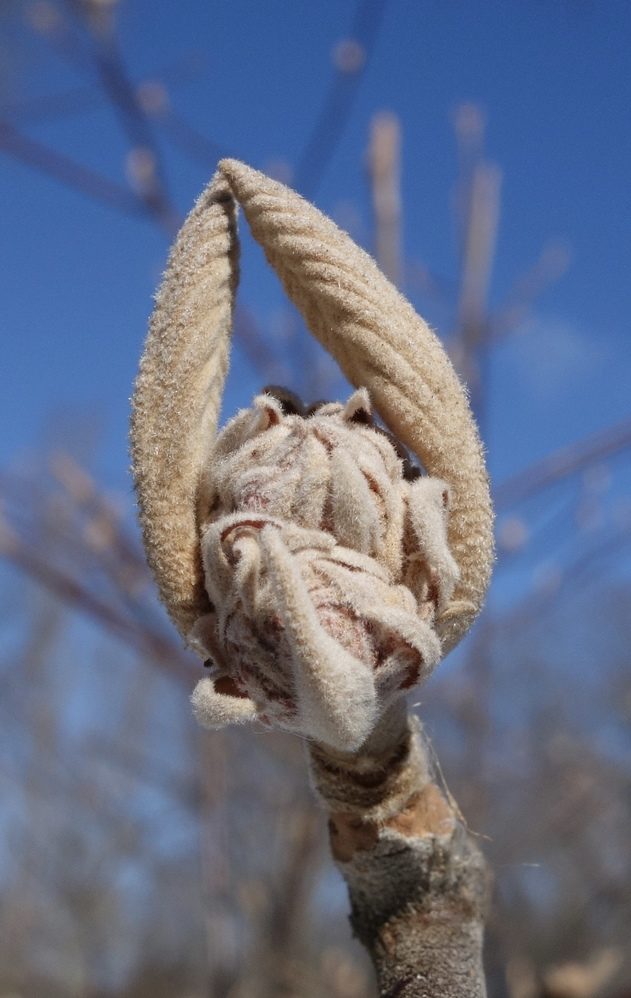 Scale-less dormant bud in winter.