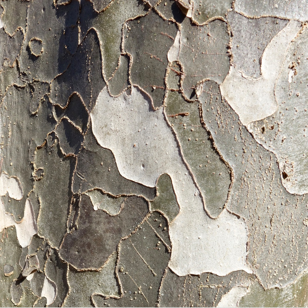 Mottled gray bark.