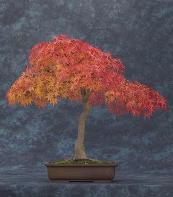 Acer palmatum (Japanese maple)