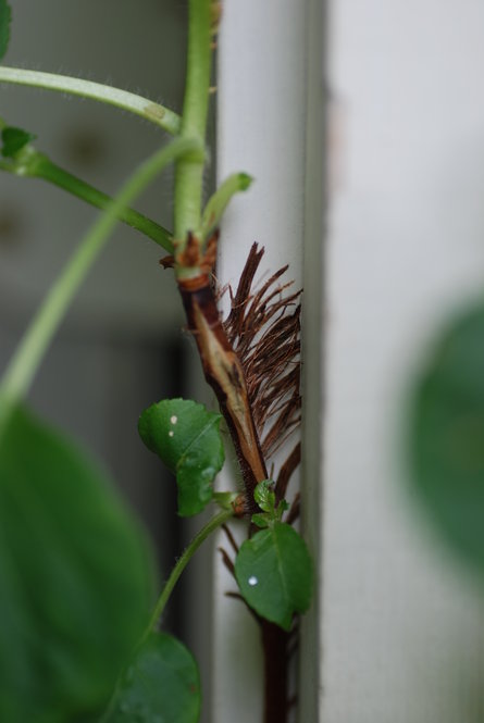 Other clinging vines use dense clusters of aerial rootlets, like these on a climbing hydrangea (Hydrangea anomala ssp. petiolaris) stem.