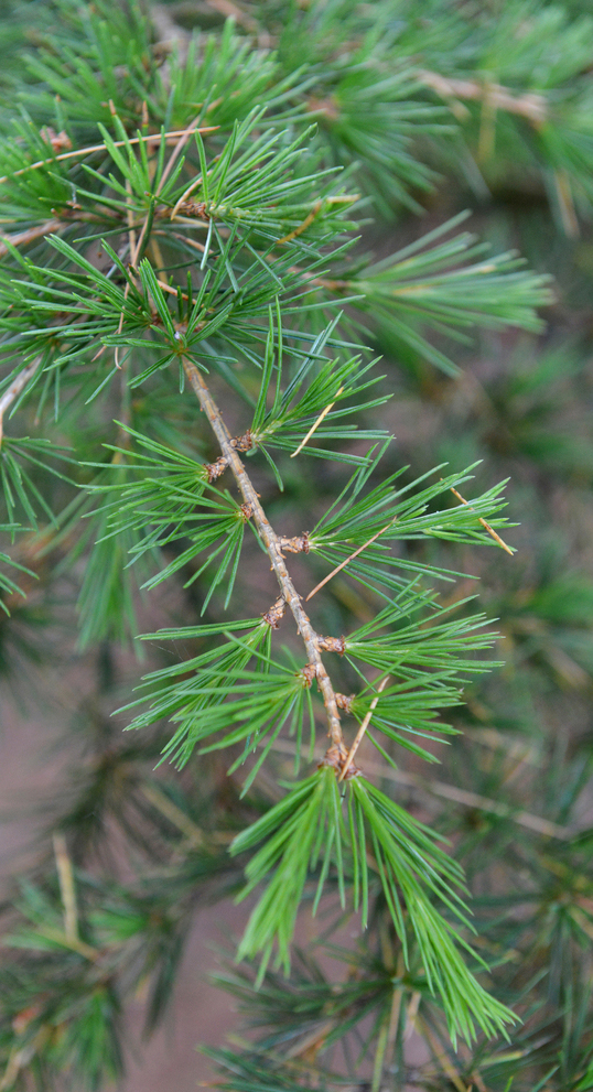Small, needled foliage.