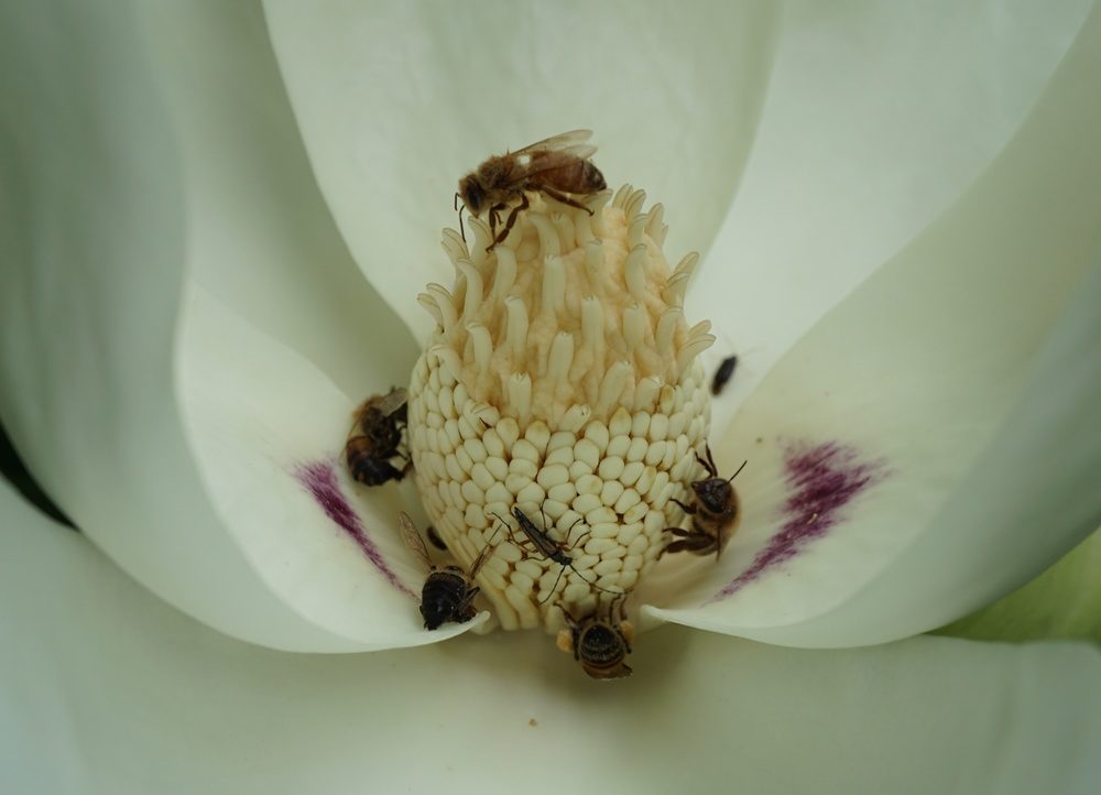Bigleaf magnolia (Magnolia macrophylla)