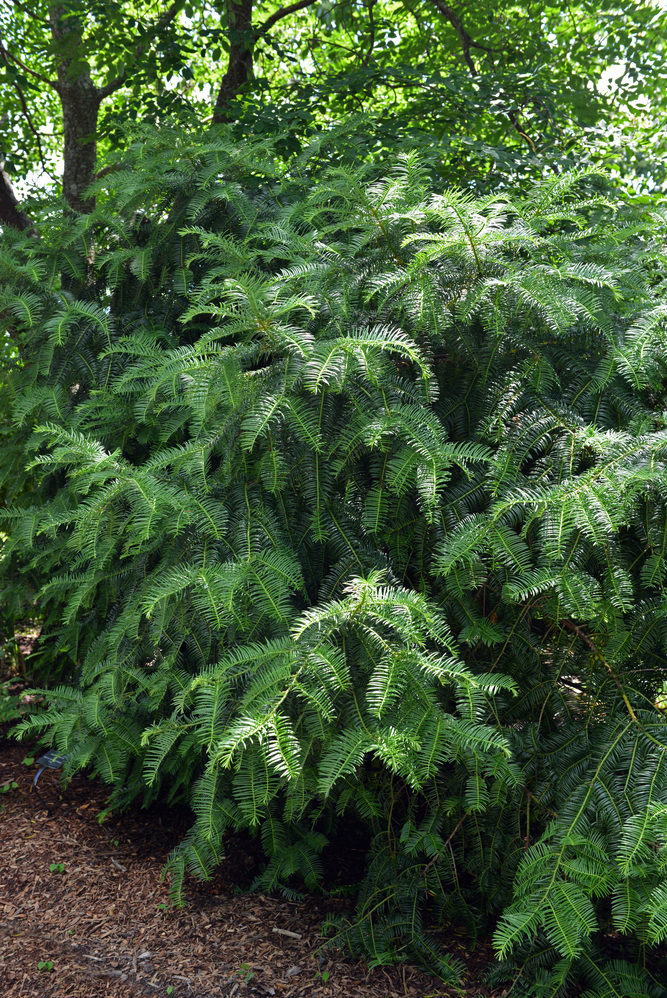 Mature plant.