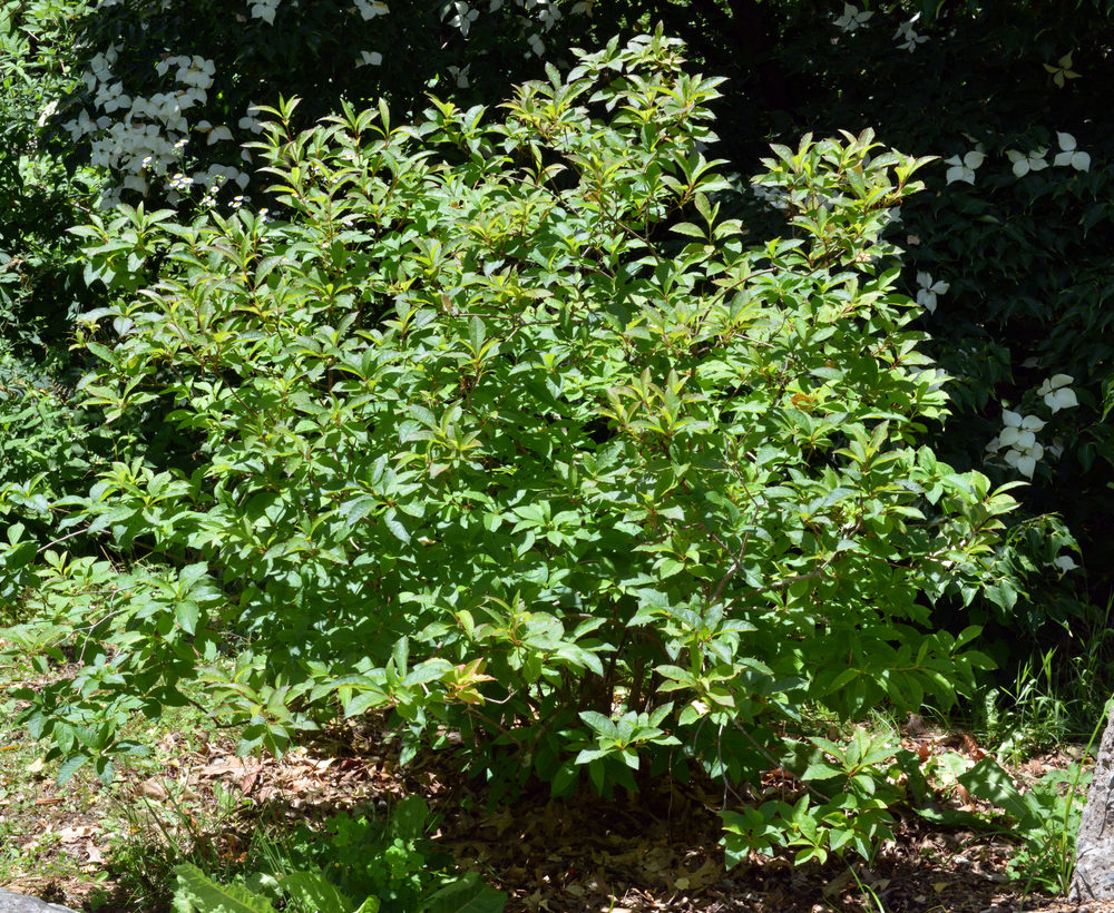 Mature plant with summer foliage.