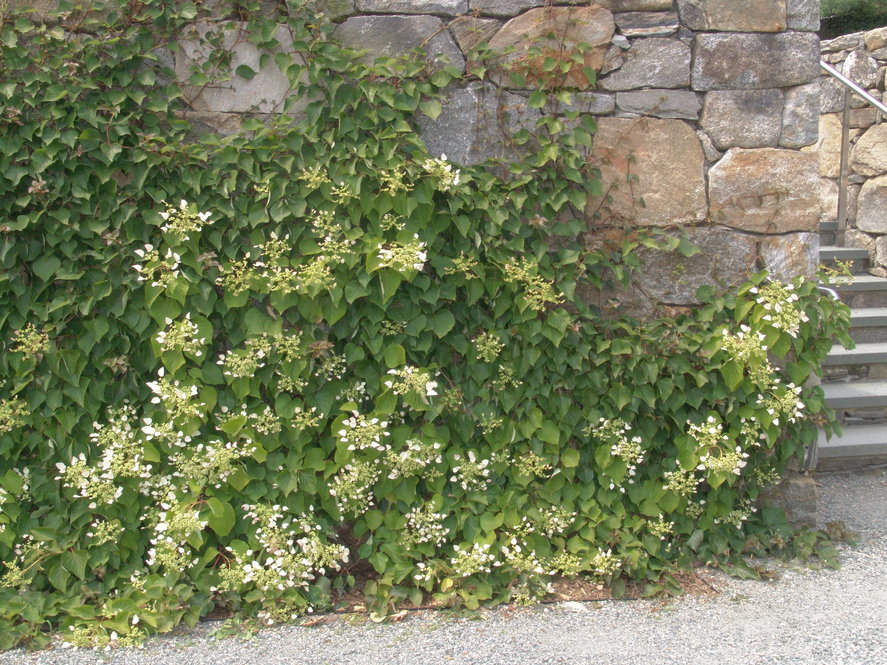 This Japanese hydrangea vine cultivar (Schizophragma hydrangeoides ‘Roseum’) clings directly to a tall stone wall in the Garden.