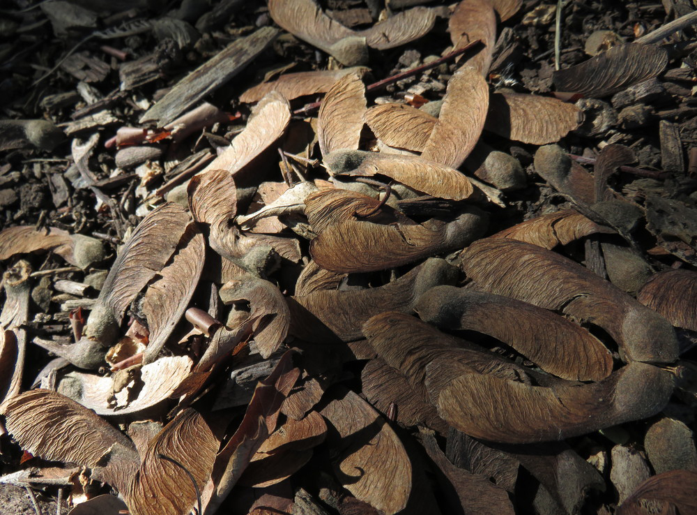 Recently fallen winged seeds (samaras).